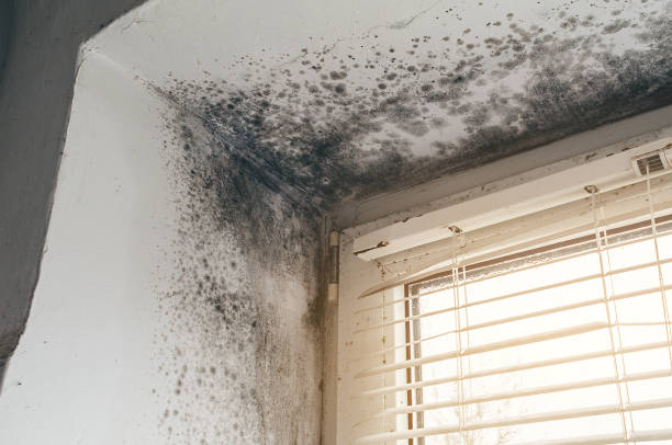 Affordable Mold Cleanup solutions in Chalfont, PA