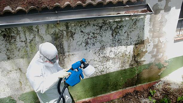 Top rated local Mold Cleanup specialists in Chalfont, PA